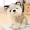 Realistic Husky Dog Stuffed Animal Plush Toy - Soft and Cute Pet Doll for Kids